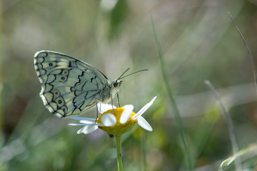 Satyridae / Anadolu Melikesi / Balkan Marbled White / Melanargia larissa