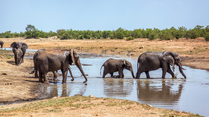 Fototapeta premium African bush elephant in Kruger National park, South Africa