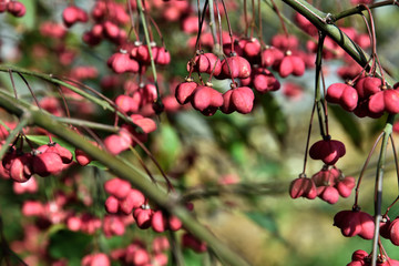 Obraz premium fruits d'automne rouges sur fond de verdure, nombreux fruits sur l'inflorescence