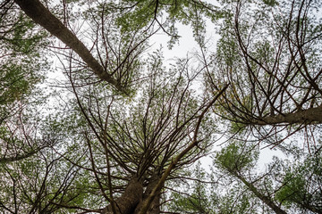 Looking up into evergreen trees against a white sky