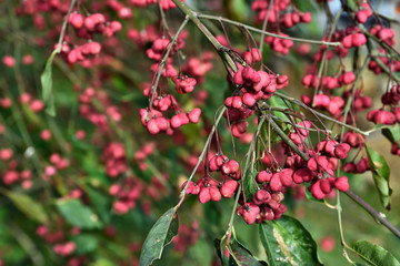 fruits d'automne rouges sur fond de verdure flou, nombreux fruits sur l'inflorescence
