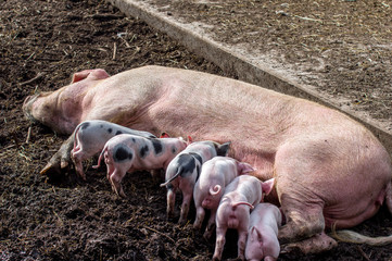Un cochon et ses petits