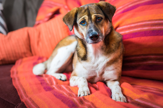 Dog looking at camera sits on brightly colored striped blanket
