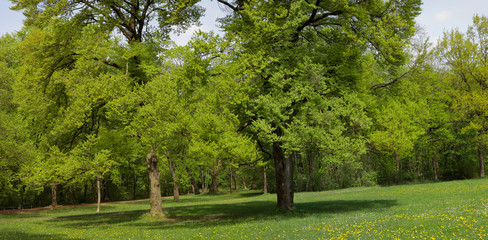 Laubwald mit Blumenwiese im Frühling, Englischer Garten, München, Bayern, Deutschland, Panorama
