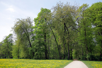 Laubwald im Frühling mit Weg und Blumenwiese, Bayern, Deutschland