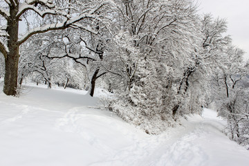 Weg in Winterlandschaft mit Bäumen und Schnee