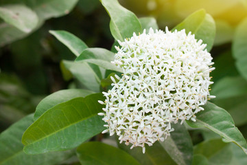 White spike flower beautiful on a tree in the garden.