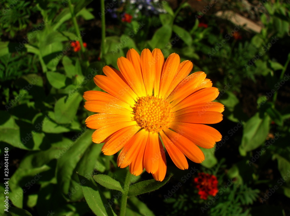 Wall mural yellow flower in the garden