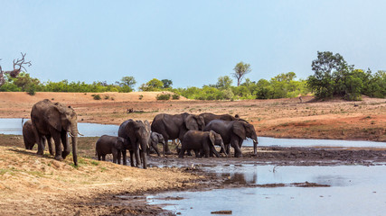 Obraz na płótnie Canvas African bush elephant in Kruger National park, South Africa