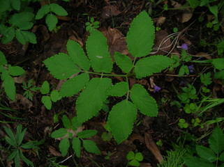 leaves of tree in spring