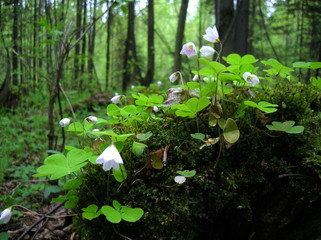 flowers in the garden