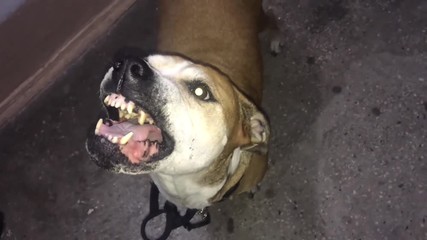 evil dog pit bull,crazy dog barking