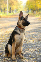 German Shepherd on the track in the autumn park.