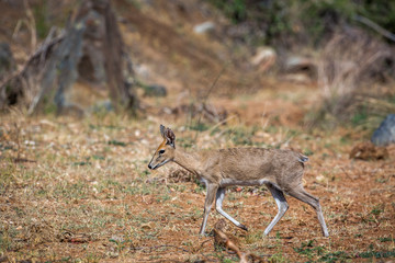 Common duiker female walking in Kruger National park, South Africa ; Specie Sylvicapra grimmia family of Bovidae