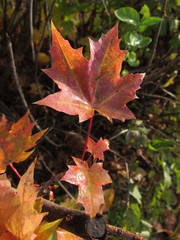 maple leaves in autumn