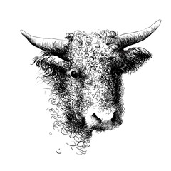 Hand drawn cow head