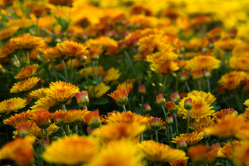 Small flowers of yellow and orange chrysanthemum