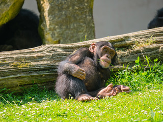 Bébé chimpanzé