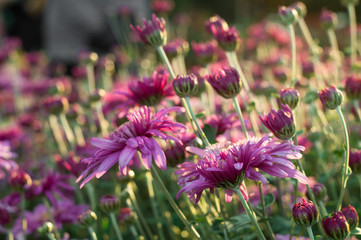 Small flowers and buds of purple chrysanthemum