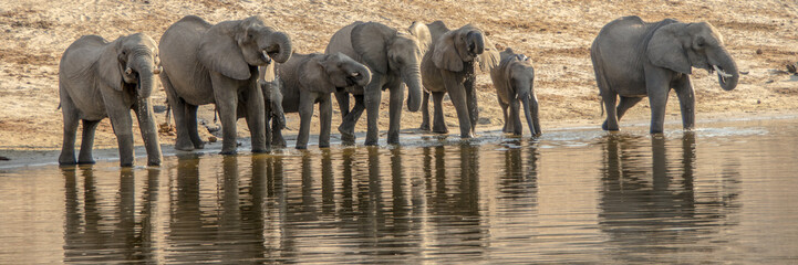 Elephant Family Drinking Panorama