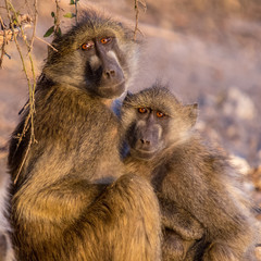 Mother and baby baboon in early morning light