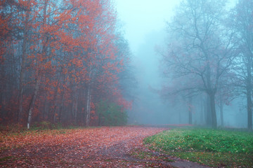 Mystical autumn landscape with fog in the Park.
