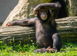 Bébé chimpanzé
