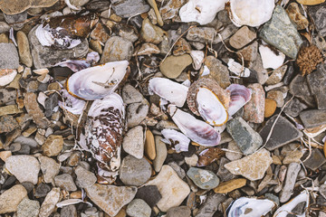 Shells and stones on the beach.