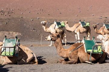 Camels at Timanfaya national park in Lanzarote wait for tourists. Canary Islands. Spain