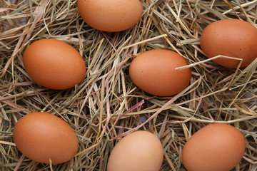 Fresh chicken eggs on a hay background