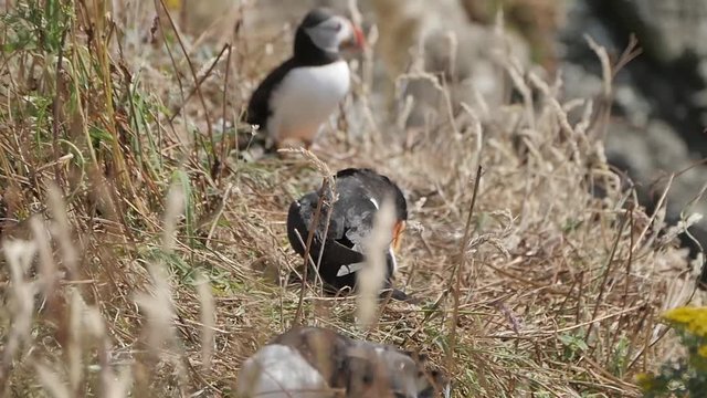 Stock video  Puffins on Longa Island - Scotland - Close shot in slow motion