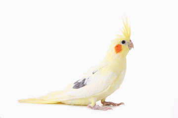 A Corella parrot with red cheeks and long feathers.
