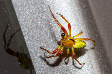 small red and green spider
