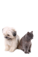 Shih Tzu dog and cat isolated on a white background
