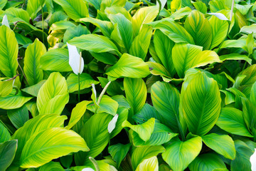 White flamingo flower (Anthurium) in the garden