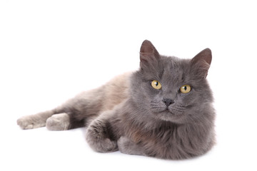 Beautiful grey cat isolated on a white background