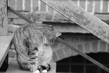 Chat // Cat