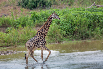 Giraffe in Kruger National park, South Africa