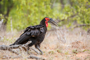 Southern Ground Hornbill walking in savannah in Kruger National park, South Africa ; Specie Bucorvus leadbeateri family of Bucerotidae