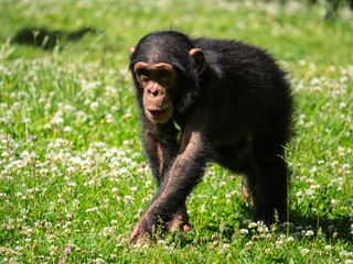 Bébé chimpanzé