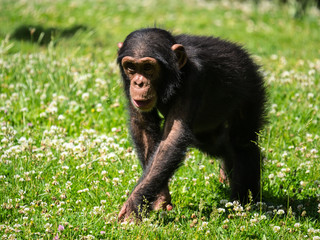 Fototapeta premium Bébé chimpanzé