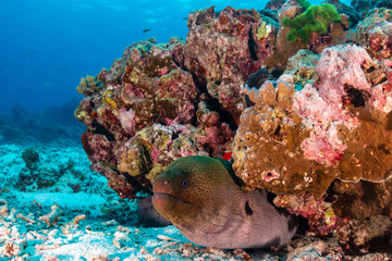 Large Giant Moray Eel on a tropical coral reef in Thailand