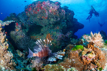 Naklejka na ściany i meble Lionfish on a tropical coral reef on the Similan Islands, Thailand
