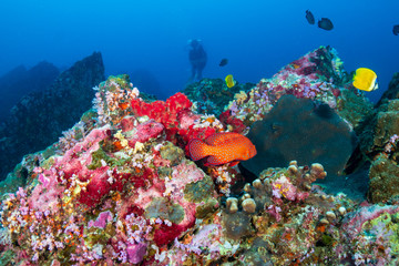 Colorful Coral Grouper on a tropical coral reef in Thailand