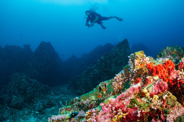Fototapeta na wymiar SCUBA diver swimming over colorful soft corals on a tropical reef at Koh Bon, Thailand