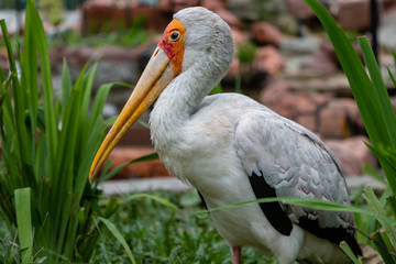 Fototapeta premium A large Yellow-Billed Stork next to a small pond