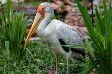 A large Yellow-Billed Stork next to a small pond