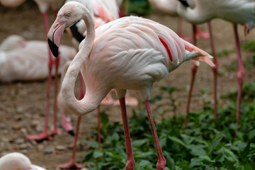Fototapeta na wymiar Colorful Flamingo next to a lake
