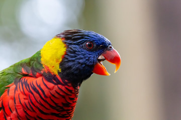 Beautiful colored Lorikeet birds in Asia