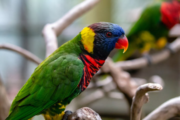 Beautiful colored Lorikeet birds in Asia